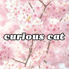 curious cat